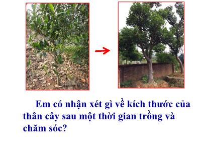 Bài giảng môn Sinh học 6 - Bài 14: Thân dài ra do đâu? (Bản đẹp)