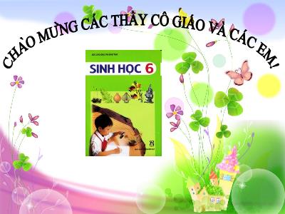 Bài giảng môn Sinh học Lớp 6 - Bài 13: Cấu tạo ngoài của thân