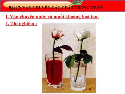 Bài giảng môn Sinh học Lớp 6 - Bài 17: Vận chuyển các chất trong thân