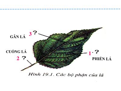 Bài giảng môn Sinh học Lớp 6 - Bài 19: Đặc điểm bên ngoài của lá