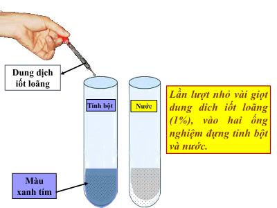 Bài giảng môn Sinh học Lớp 6 - Bài 21: Quang hợp