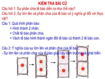 Bài giảng môn Sinh học Lớp 6 - Bài 9: Các loại rễ, các miền của rễ