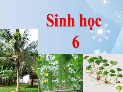 Bài giảng môn Sinh học Lớp 6 - Chủ đề: Thân