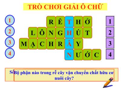 Bài giảng Sinh học 6 - Bài 13: Cấu tạo ngoài của thân