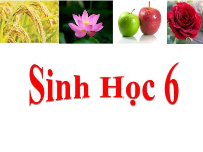 Bài giảng Sinh học 6 - Chủ đề: Thân