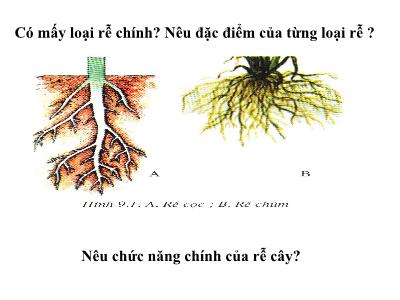 Bài giảng Sinh học Khối 6 - Bài 12: Biến dạng của rễ