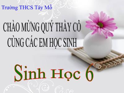 Bài giảng Sinh học Lớp 6 - Bài 10: Cấu tạo miền hút của rễ - Trường THCS Tây Mỗ