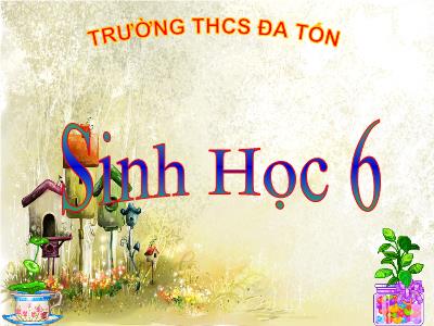 Bài giảng Sinh học Lớp 6 - Bài 14: Thân dài ra do đâu? - Trường THCS Đa Tốn