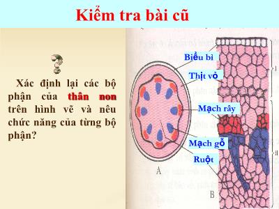 Bài giảng Sinh học Lớp 6 - Bài 16: Thân to ra do đâu?