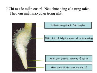 Bài giảng Sinh học Lớp 6 - Bài 9: Các loại rễ, các miền của rễ