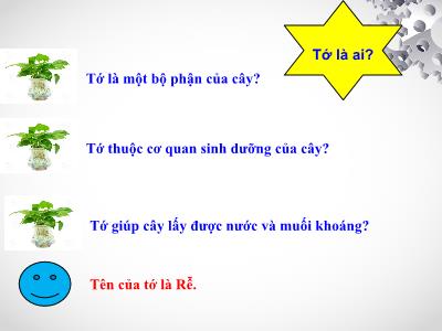 Bài giảng Sinh học Lớp 6 - Tiết 10: Các loại rễ, các miền của rễ