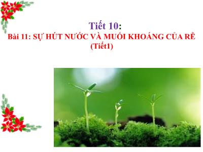 Bài giảng Sinh học Lớp 6 - Tiết 10: Sự hút nước và muối khoáng của rễ (Tiết 1)