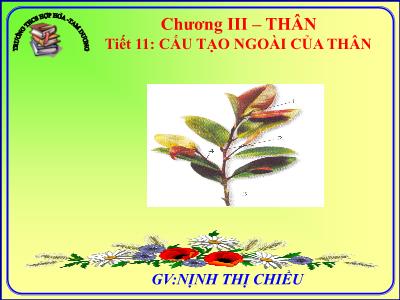 Bài giảng Sinh học Lớp 6 - Tiết 11: Cấu tạo ngoài của thân - Nịnh Thị Chiều