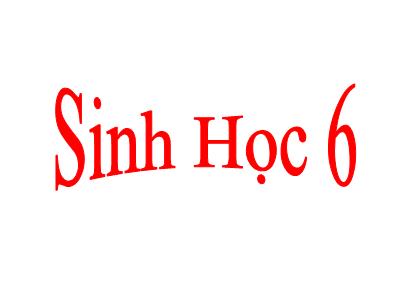 Bài giảng Sinh học Lớp 6 - Tiết 20: Đặc điểm bên ngoài của lá