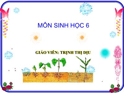Bài giảng Sinh học Lớp 6 - Tiết 53: Lớp hai lá mầm và lớp một lá mầm - Trịnh Thị Dịu