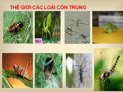 Bài giảng Ngữ văn Lớp 6 - Tiết 73: Văn bản Bài học đường đời đầu tiên (Trích Dế Mèn phiêu lưu kí - Tô Hoài)