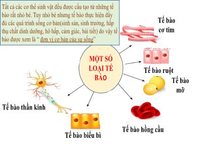 Bài giảng KHTN Lớp 6 - Bài 19: Cấu tạo và chức năng các thành phần của tế bào