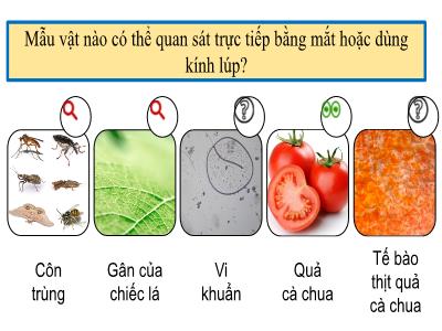 Bài giảng Khoa học tự nhiên 6 - Tiết 6, Bài 4: Sử dụng kính hiển vi quang học - Trường THCS Xương Giang (Kết nối tri thức)