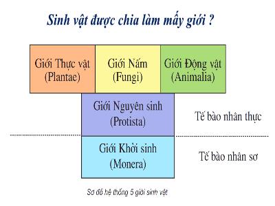 Bài giảng Khoa học tự nhiên Lớp 6 (Sinh học) Sách Kết nối tri thức - Bài 30: Nguyên sinh vật - Nguyễn Thanh Phương
